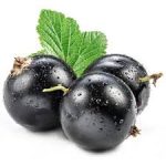 Blackcurrant