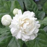 Jasmine