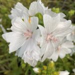 White Musk