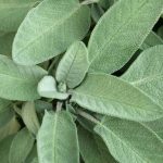 Sage