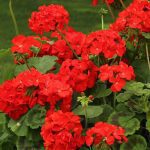 Geranium
