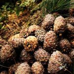 Cedarwood