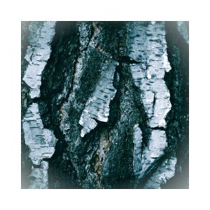 Birch