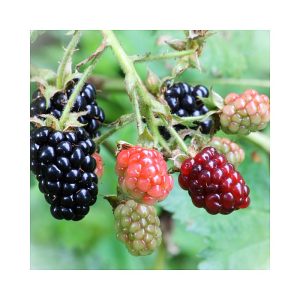Blackberry