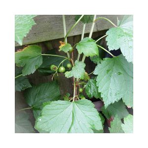 Blackcurrant