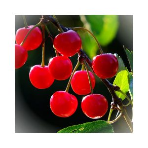 Cherry