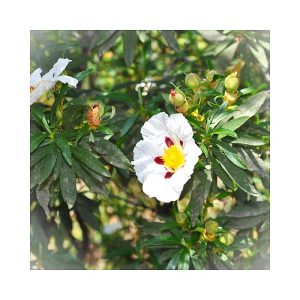 Cistus