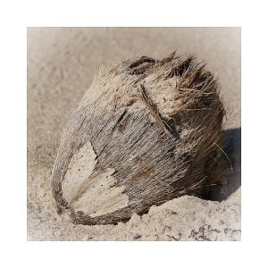 Coconut