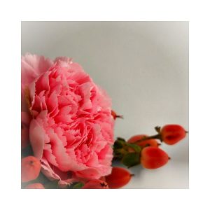 Coral Accord