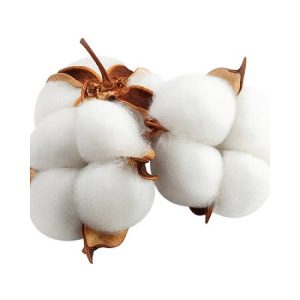 Cotton Flower