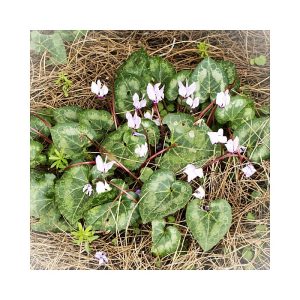 Cyclamen