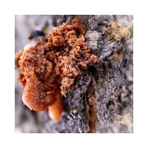 Fir Resin
