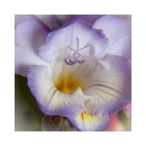 Freesia