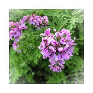 Geranium