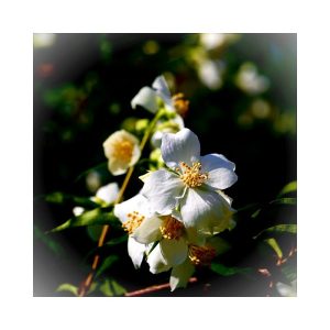Hedione