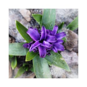 Hyacinth