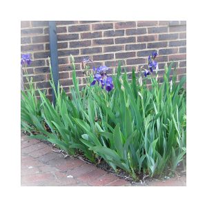 Iris