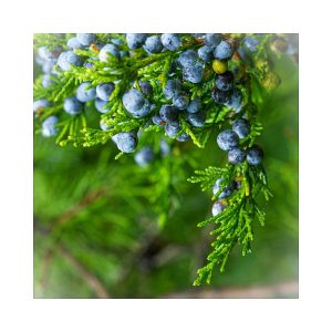 Juniper