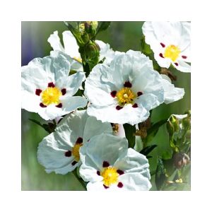 Labdanum