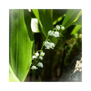 Lily of the Valley