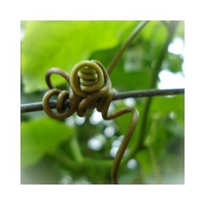 Maninka Fruit