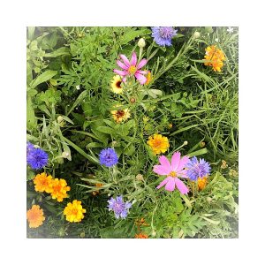 Marigold