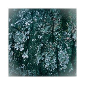 Oakmoss