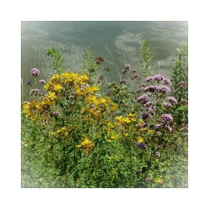 Oregano