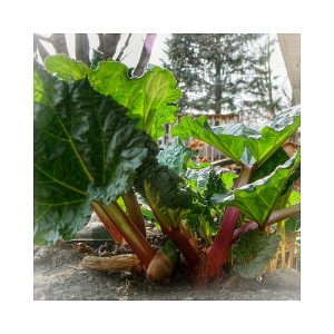 Rhubarb