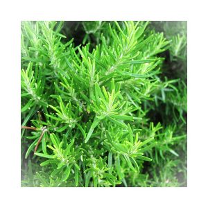 Rosemary