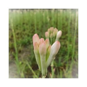 Tuberose