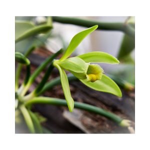 Vanilla Orchid