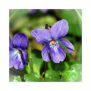 Violet
