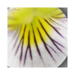 Violet Leaf